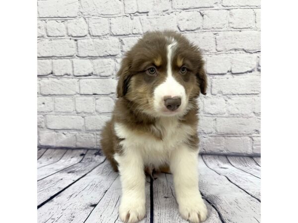 Australian Shepherd DOG Male Red 7657 Petland Ashland, Kentucky