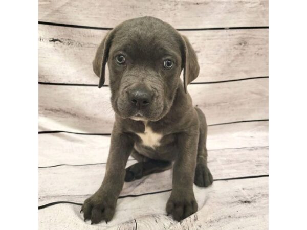 Cane Corso DOG Female Blue Brindle 7656 Petland Ashland, Kentucky