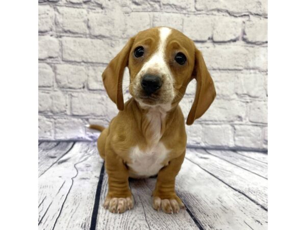 Dachshund DOG Male Red 7660 Petland Ashland, Kentucky