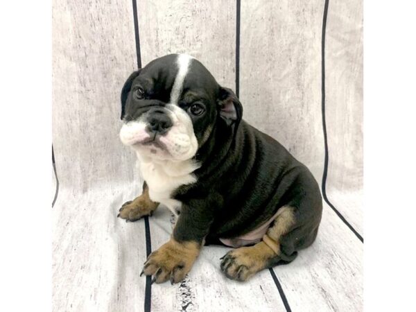 English Bulldog-DOG-Male-Black White / Tan-7665-Petland Ashland, Kentucky