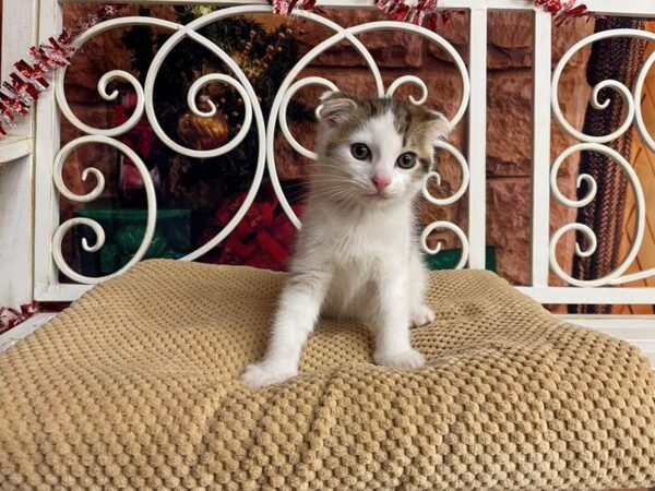 Adopt A Pet Kitten-CAT-Female-Tabby/White-7686-Petland Ashland, Kentucky