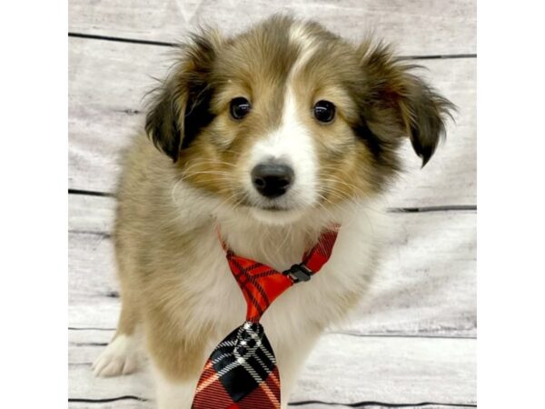 Shetland Sheepdog-DOG-Male-Sable / White-7685-Petland Ashland, Kentucky