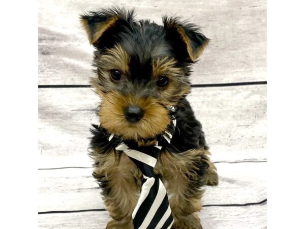 Yorkshire Terrier-DOG-Male-Black / Tan-7684-Petland Ashland, Kentucky