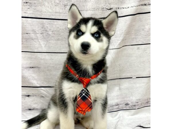 Siberian Husky DOG Male Black / White 7683 Petland Ashland, Kentucky