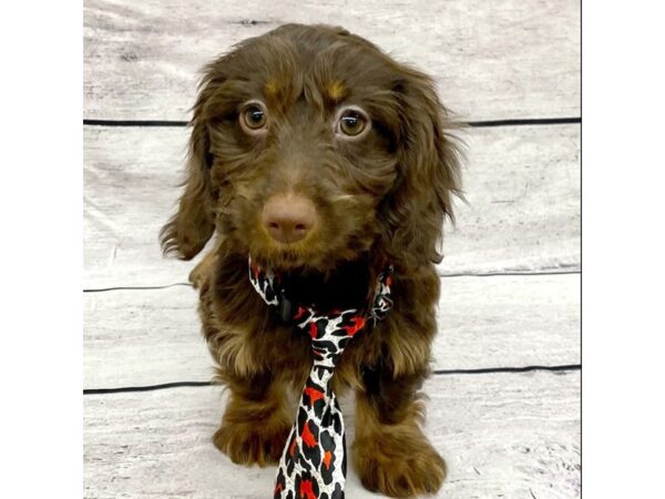 Dachshund DOG Male Chocolate / Tan 7682 Petland Ashland, Kentucky