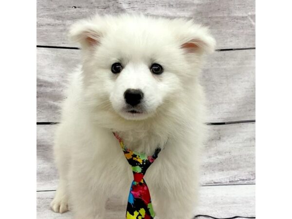 American Eskimo Dog-DOG-Male-White-7680-Petland Ashland, Kentucky