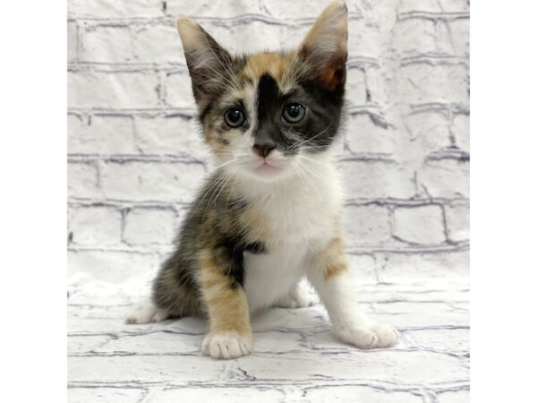 Adopt A Pet Kitten-CAT-Female-Calico-7700-Petland Ashland, Kentucky