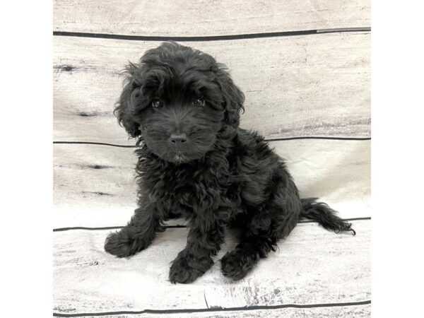 Havapoo-DOG-Female-Black-7693-Petland Ashland, Kentucky