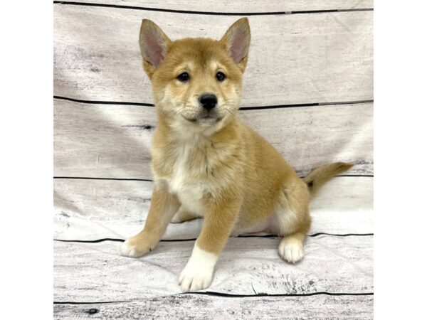 Shiba Inu DOG Male Red Sesame 7692 Petland Ashland, Kentucky