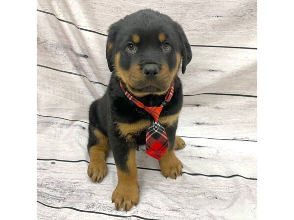 Rottweiler DOG Male Black / Mahogany 7691 Petland Ashland, Kentucky