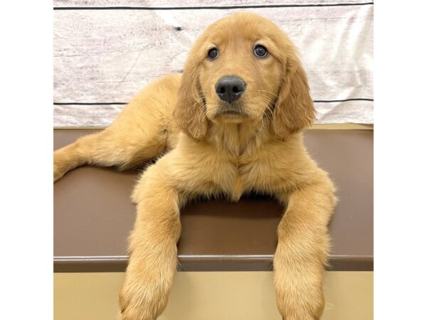 Golden Retriever DOG Female Golden 7690 Petland Ashland, Kentucky