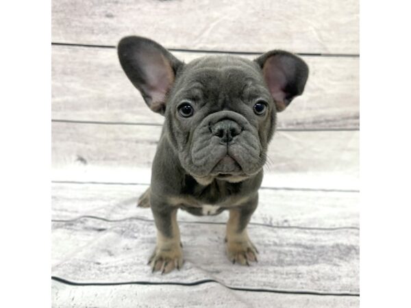 French Bulldog-DOG-Female-Blue / Tan-7689-Petland Ashland, Kentucky