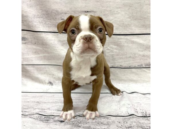 Boston Terrier DOG Male Brown / White 7688 Petland Ashland, Kentucky