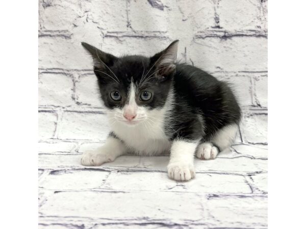 Adopt A Pet Kitten-CAT--Black/White-7698-Petland Ashland, Kentucky