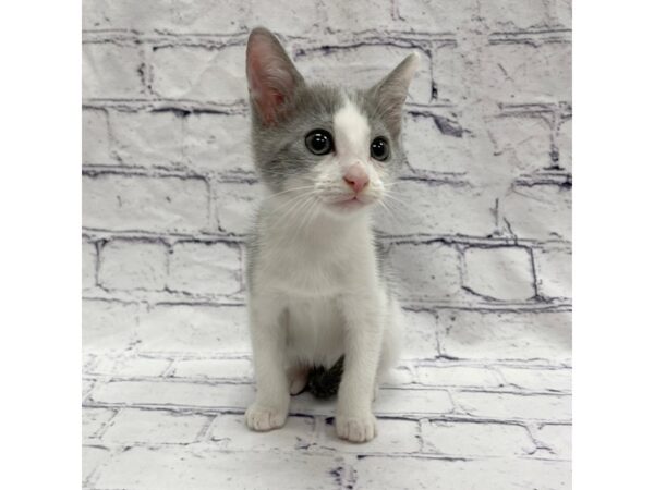 Adopt A Pet Kitten-CAT--Grey/white-7699-Petland Ashland, Kentucky