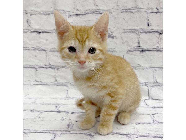 Adopt A Pet Kitten-Cat-Male-Orange-7697-Petland Ashland, Kentucky