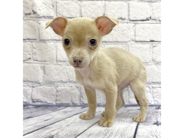 Chihuahua DOG Male Fawn 7705 Petland Ashland, Kentucky