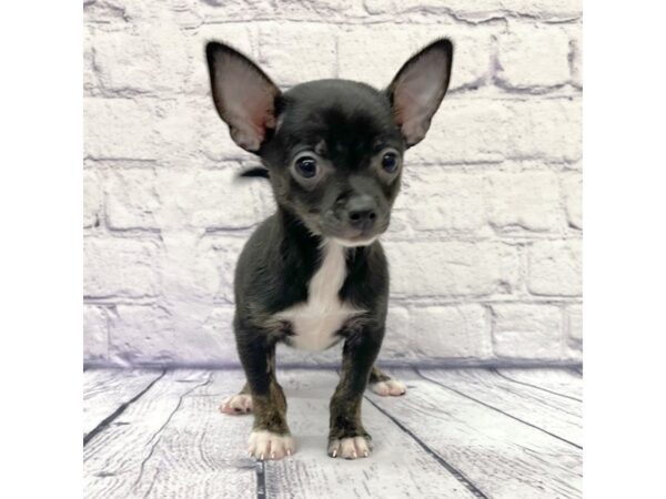 Chihuahua DOG Male Black / White 7706 Petland Ashland, Kentucky