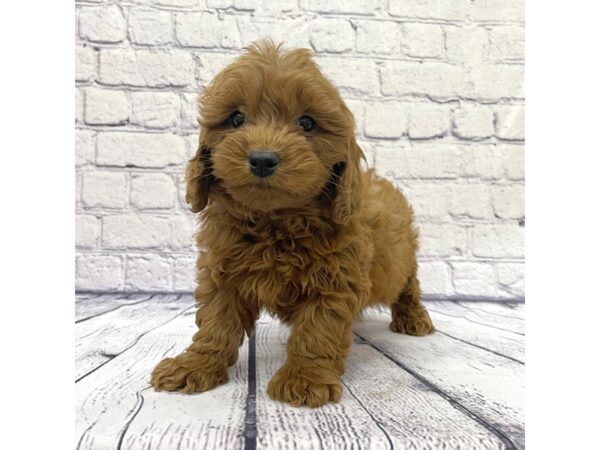 Cavapoo DOG Male Apricot 7701 Petland Ashland, Kentucky