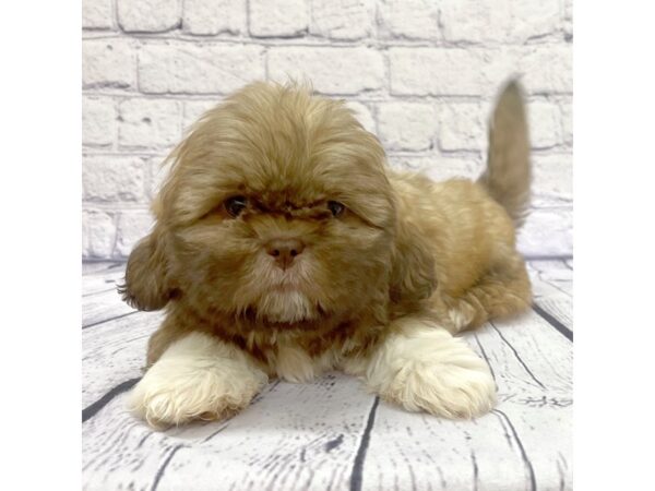 Shih Tzu-DOG-Male-Gold-7710-Petland Ashland, Kentucky