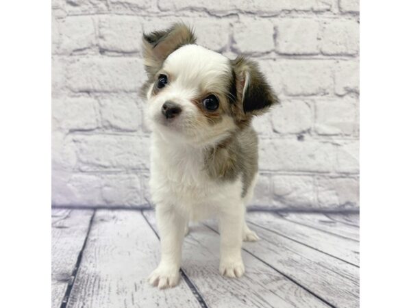 Chihuahua DOG Female Sable / White 7707 Petland Ashland, Kentucky