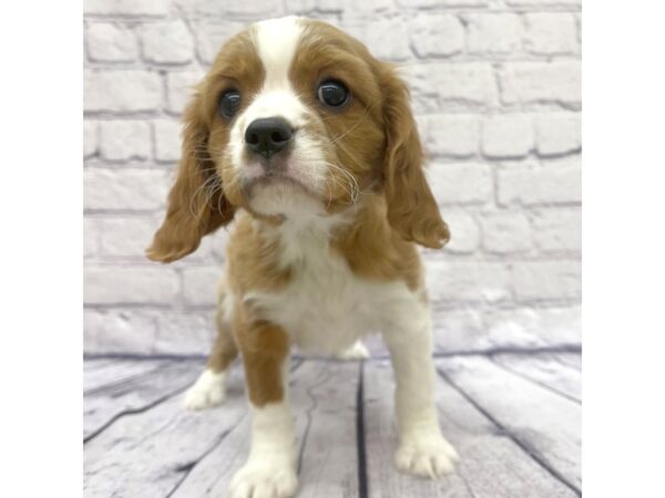 Cavalier King Charles Spaniel DOG Female Blenheim 7704 Petland Ashland, Kentucky