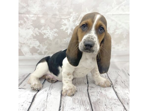 Basset Hound DOG Male Black White / Tan 7702 Petland Ashland, Kentucky