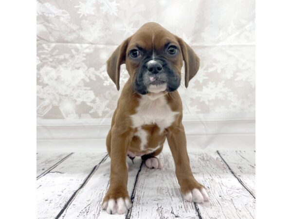 Boxer DOG Female Mahogany 7703 Petland Ashland, Kentucky