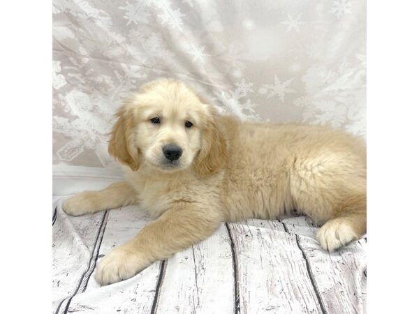 Golden Retriever DOG Male Golden 7708 Petland Ashland, Kentucky