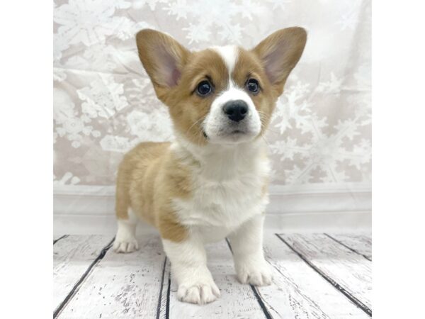 Pembroke Welsh Corgi DOG Female Red 7709 Petland Ashland, Kentucky