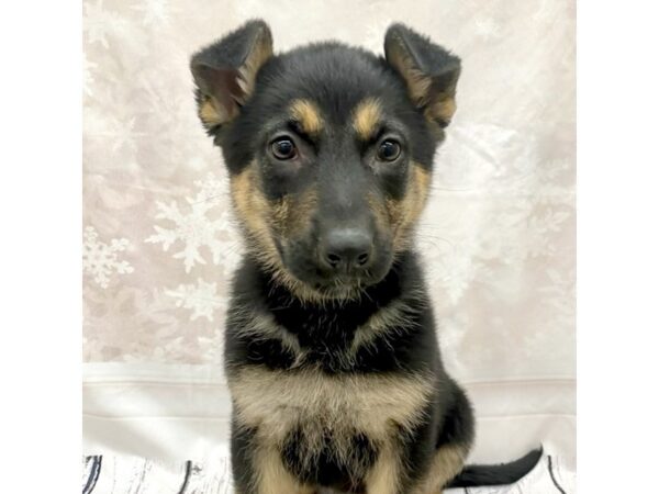 German Shepherd Dog DOG Female Black / Tan 7718 Petland Ashland, Kentucky