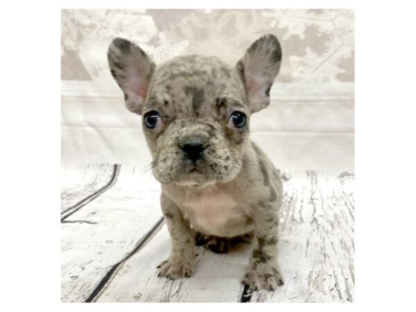 French Bulldog-DOG-Female-Blue Merle-7715-Petland Ashland, Kentucky