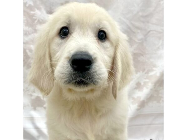 Golden Retriever Dog Female Cream 7713 Petland Ashland, Kentucky