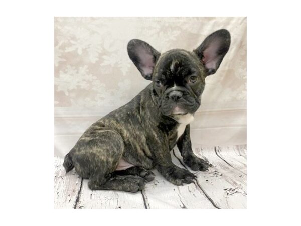 French Bulldog DOG Male Brindle 7712 Petland Ashland, Kentucky