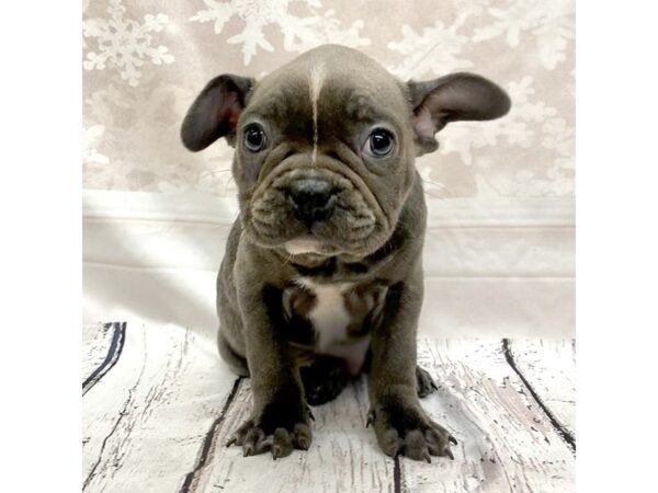 Frenchton-DOG-Male-Blue-7711-Petland Ashland, Kentucky