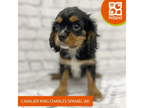 Cavalier King Charles Spaniel DOG Male Black / Tan 7717 Petland Ashland, Kentucky