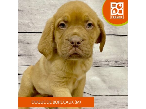 Dogue De Bordeaux-DOG-Male-Red-7719-Petland Ashland, Kentucky