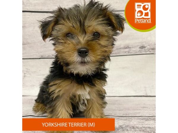 Yorkshire Terrier-DOG-Male-Black / Tan-7726-Petland Ashland, Kentucky