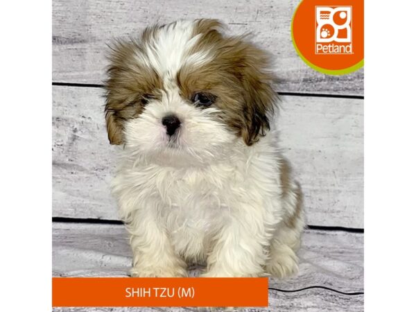 Shih Tzu-DOG-Male-Gold / White-7725-Petland Ashland, Kentucky