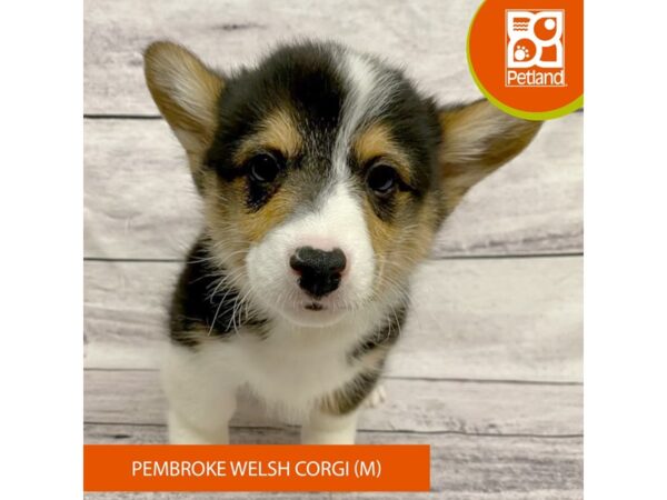 Pembroke Welsh Corgi Dog Male Black Tan / White 7723 Petland Ashland, Kentucky