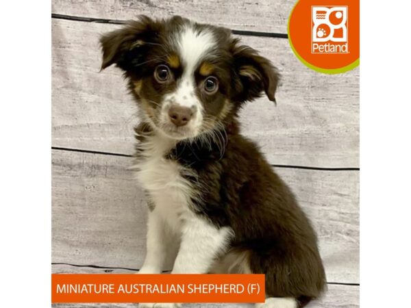 Miniature Australian Shepherd DOG Female Chocolate / White 7722 Petland Ashland, Kentucky