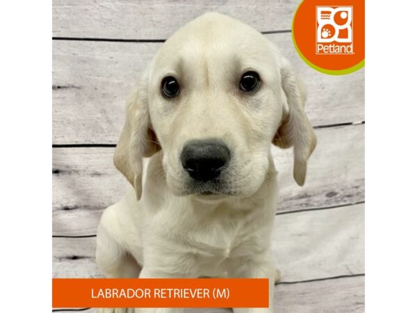 Labrador Retriever DOG Male Yellow 7720 Petland Ashland, Kentucky