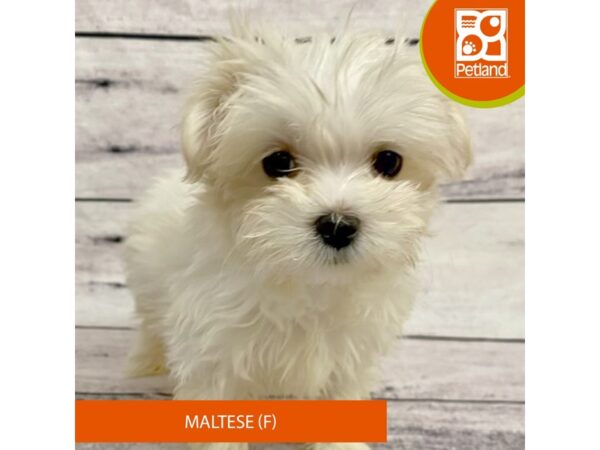 Maltese DOG Female White 7721 Petland Ashland, Kentucky