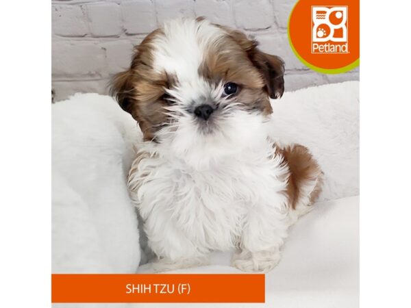 Shih Tzu DOG Female Gold / White 7749 Petland Ashland, Kentucky