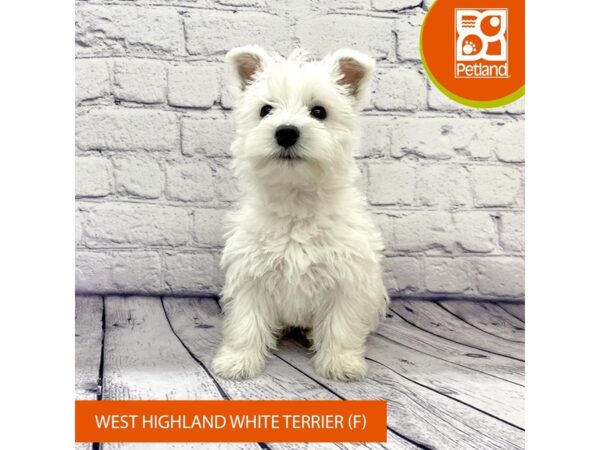 West Highland White Terrier-Dog-Female-White-7732-Petland Ashland, Kentucky