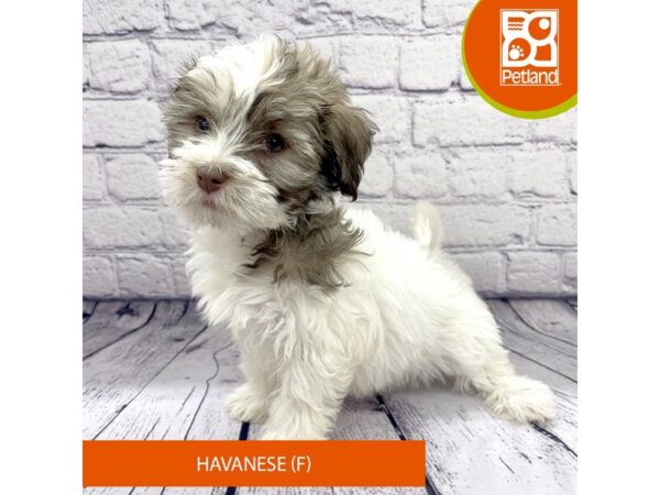 Havanese-Dog-Female-Sable / White-7730-Petland Ashland, Kentucky