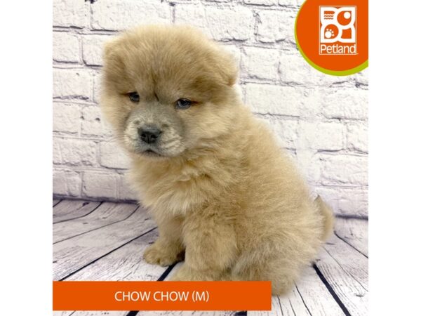 Chow Chow-Dog-Male-Cinnamon-7729-Petland Ashland, Kentucky