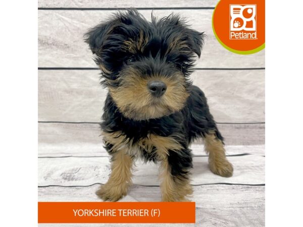 Yorkshire Terrier DOG Female Black / Tan 7759 Petland Ashland, Kentucky