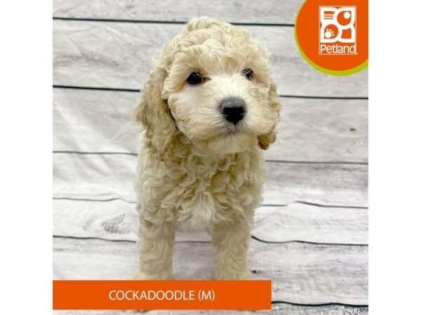 Cockadoodle-DOG-Male-Apricot-7758-Petland Ashland, Kentucky