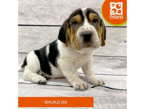 Walrus Dog Male Tri-Colored 7757 Petland Ashland, Kentucky